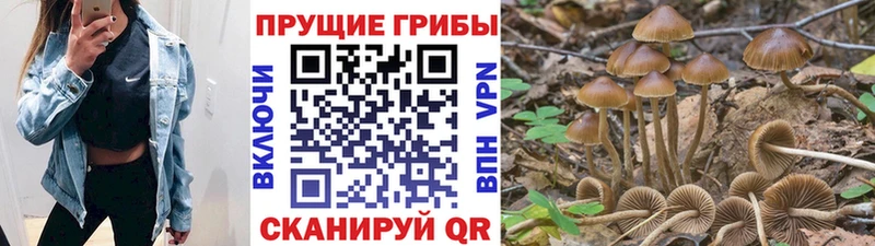 Галлюциногенные грибы Cubensis  Купить  Арамиль 